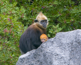 cat-ba-baby-langur