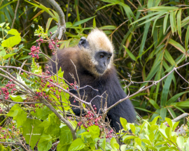 cat-ba-langur-Vietnam-endangered