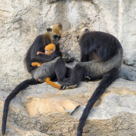 cat-ba-langur-critically-endangered