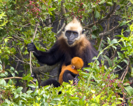 cat-ba-langur-primate-Vietnam