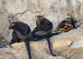 cat-ba-langur-relax