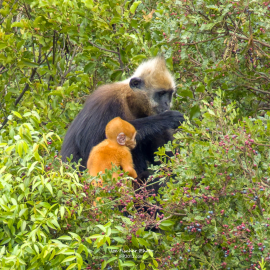 cat-ba-langur-teaching