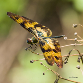 dragon-fly-closeup