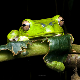 green-tree-frog-Vietnam