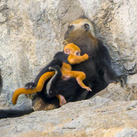 langur-monkey-Vietnam-baby-mom