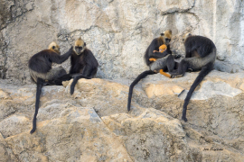 langur-monkey-family-critically-endangered