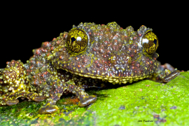 mossy-frog-vietnam