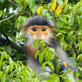 red-shanked-douc-portrait