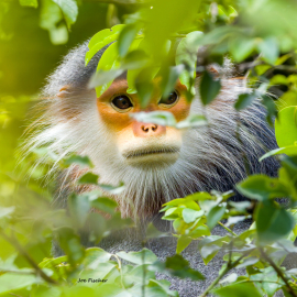 red-shanked-langur-elder