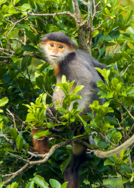 red-shanked-langur-tree