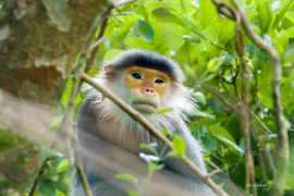 red-shanked-langur