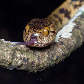 snake-eyes-Vietnam