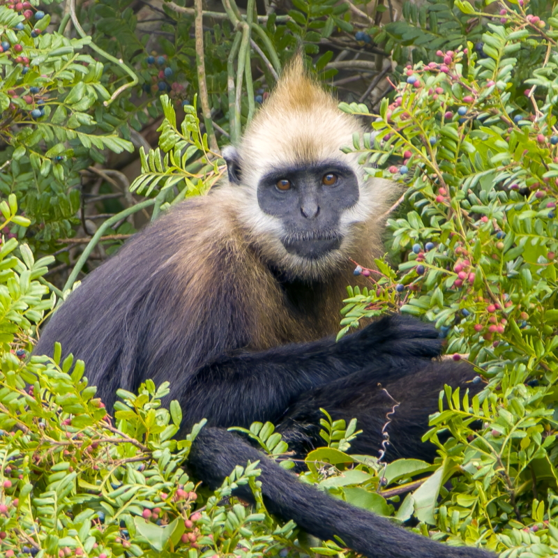 Vietnam endangered species