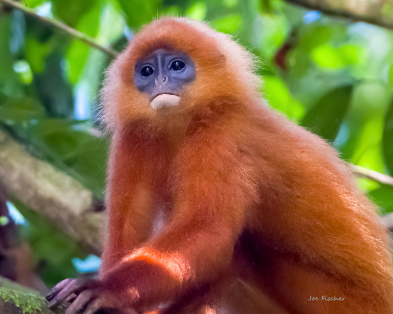 Borneo wildlife