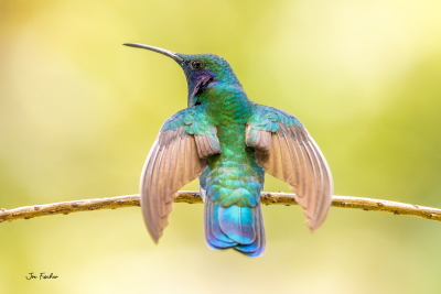 hummingbirs in costa rica