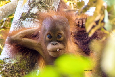 wildlife bird photography classes